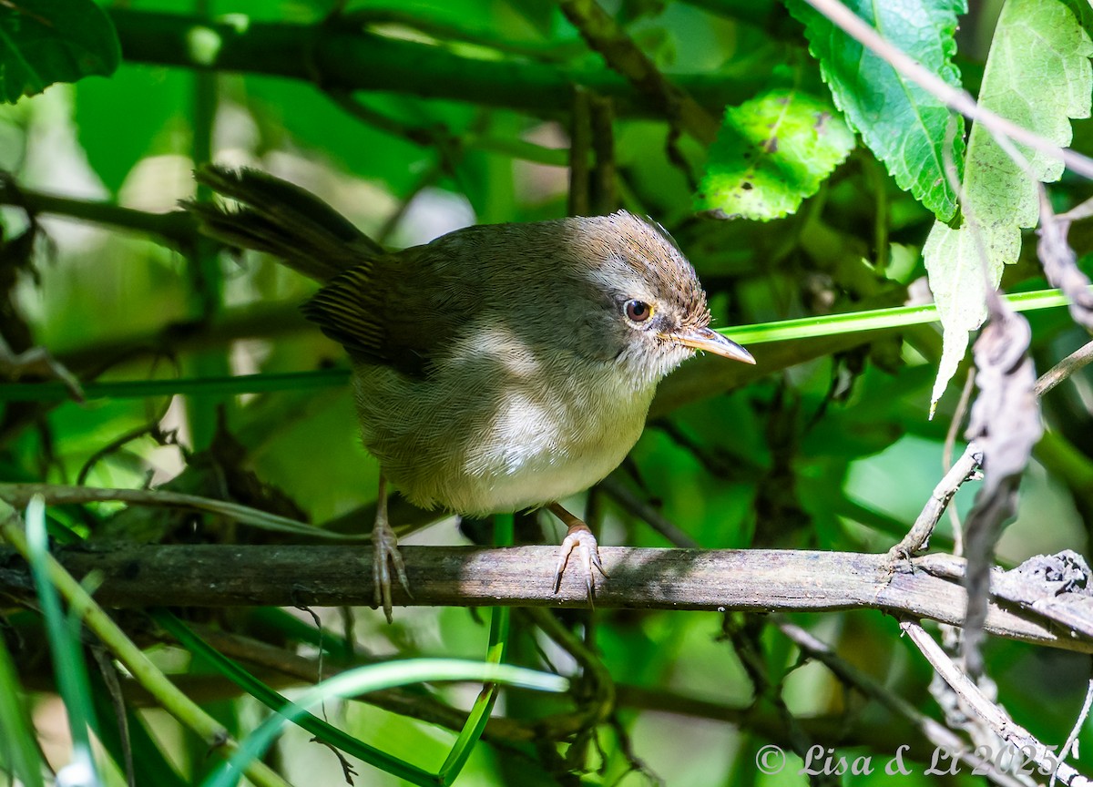 Aberrant Bush Warbler (Sunda) - ML643117066