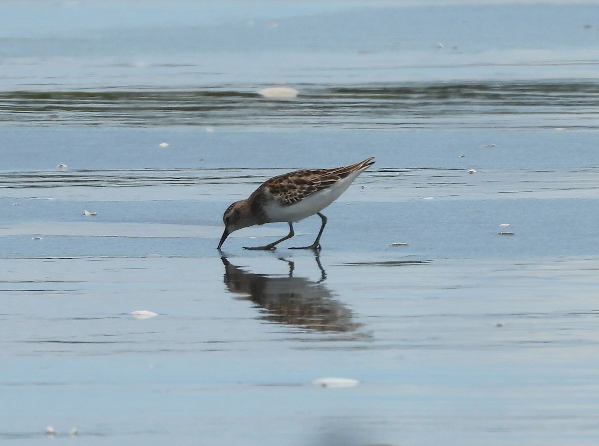 Least Sandpiper - ML643117120