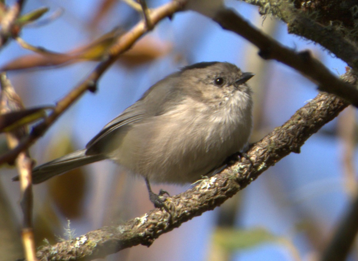 Bushtit - ML643117155