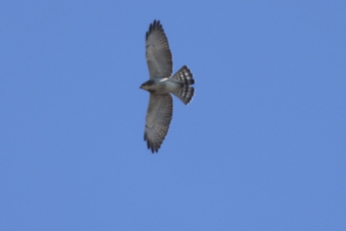 Broad-winged Hawk - ML643117162