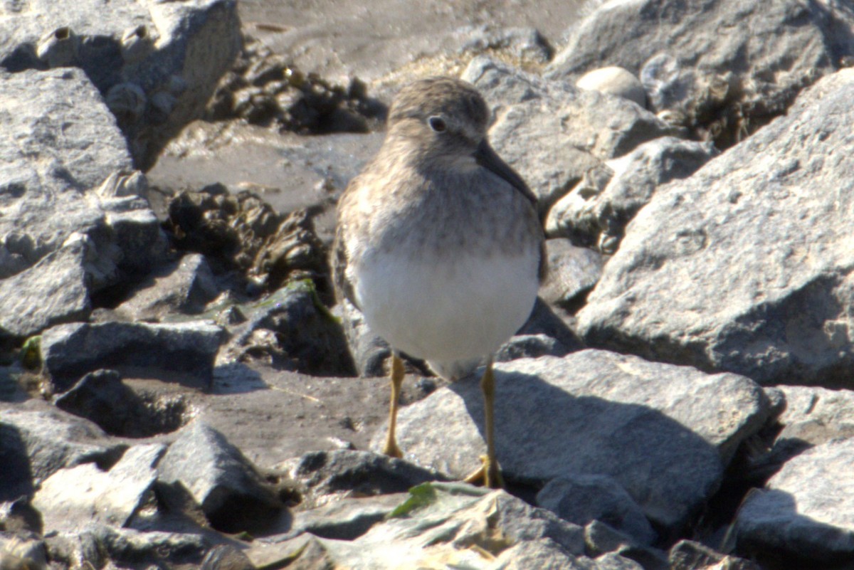 Alaska Kumkuşu - ML643117176