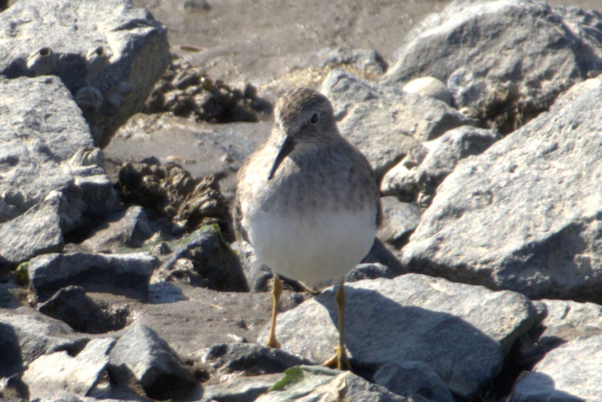 Alaska Kumkuşu - ML643117177