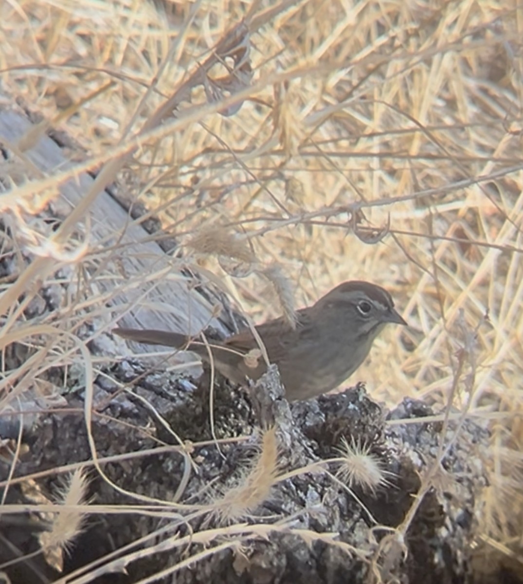 Rufous-crowned Sparrow - ML643117205