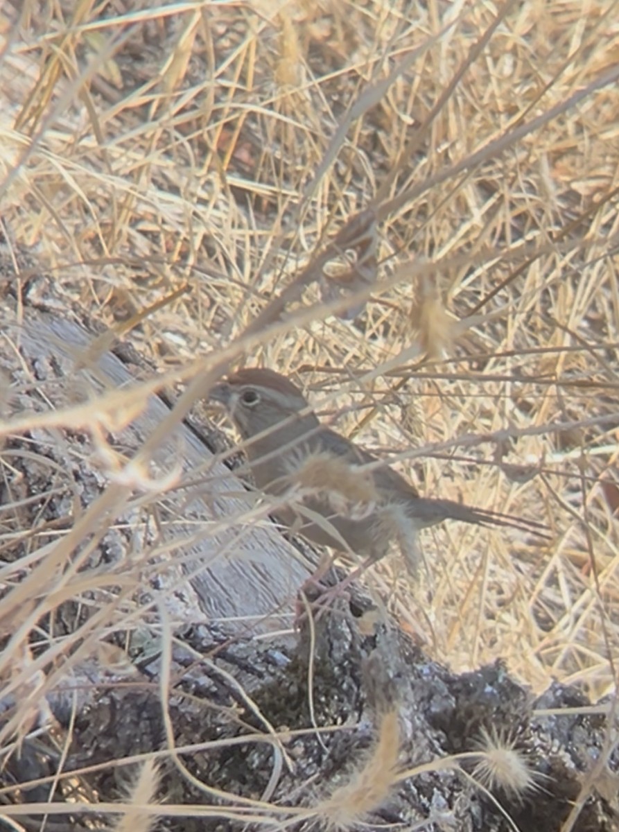 Rufous-crowned Sparrow - ML643117206