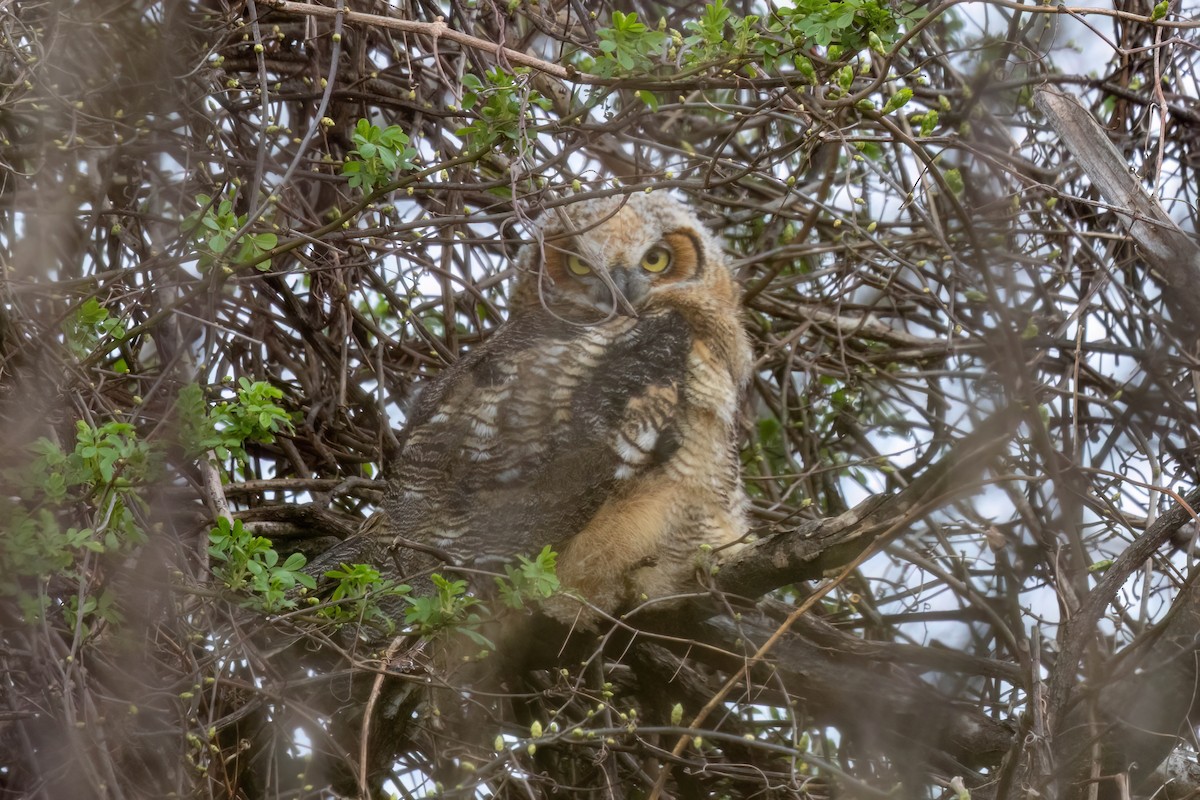 Great Horned Owl - ML643117214