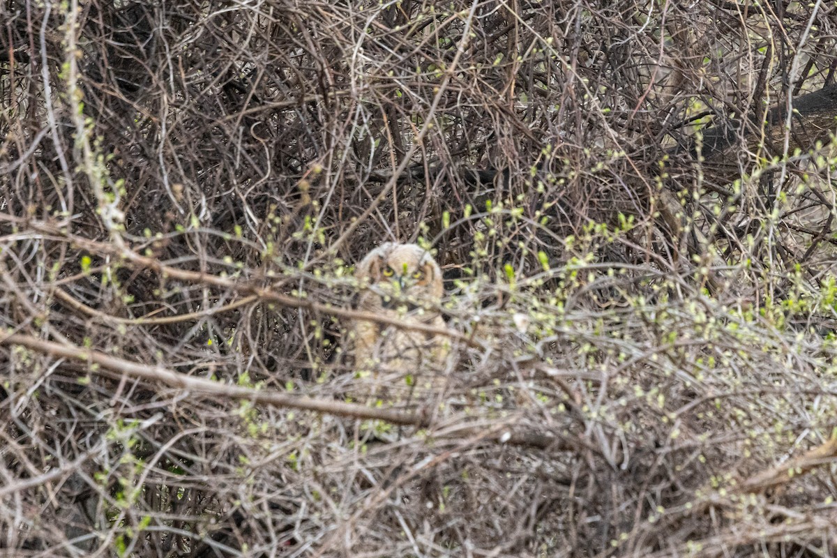 Great Horned Owl - ML643117215