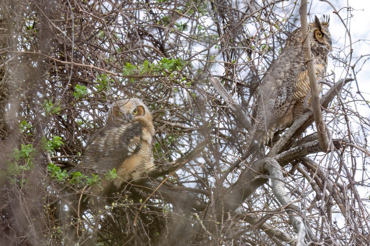 Great Horned Owl - ML643117219