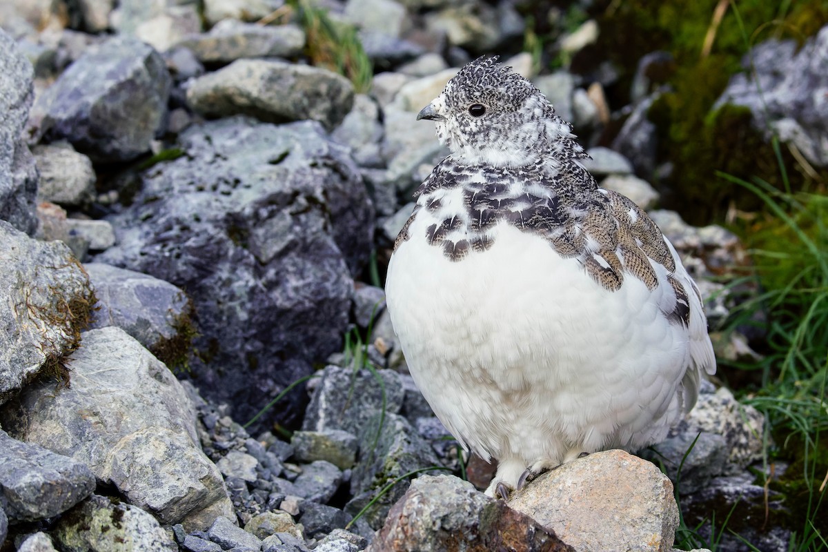 White-tailed Ptarmigan - ML643117220