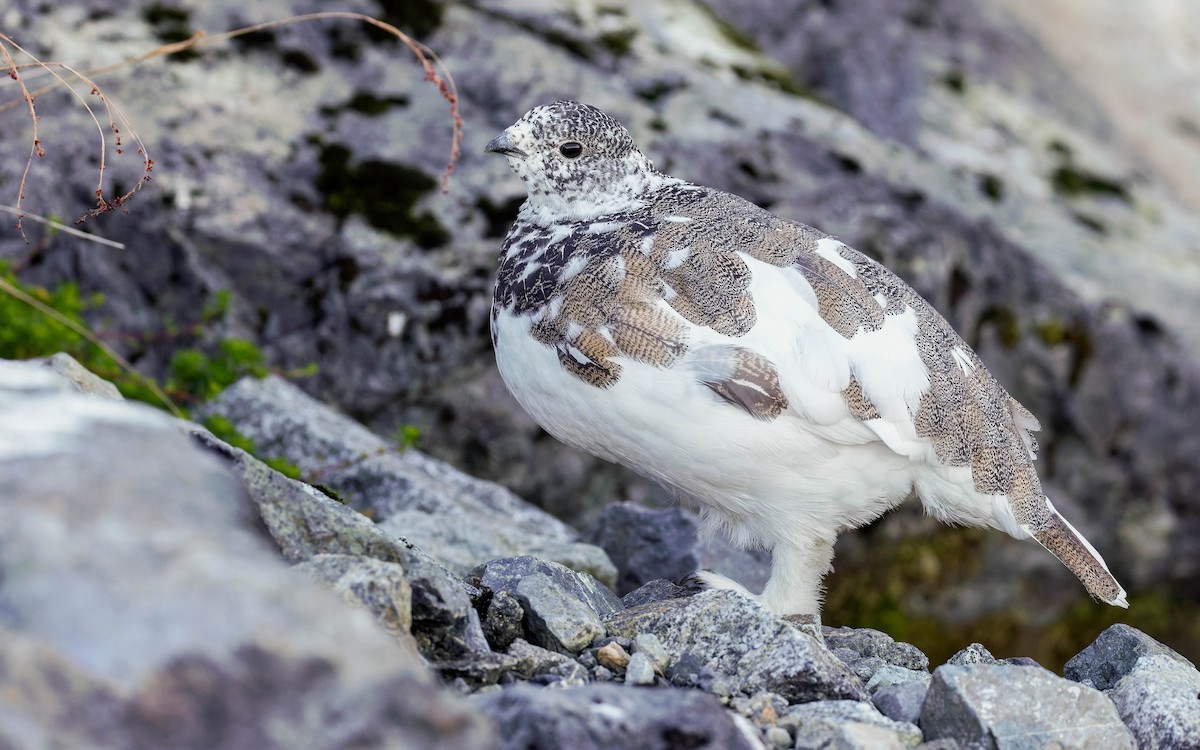 White-tailed Ptarmigan - ML643117222