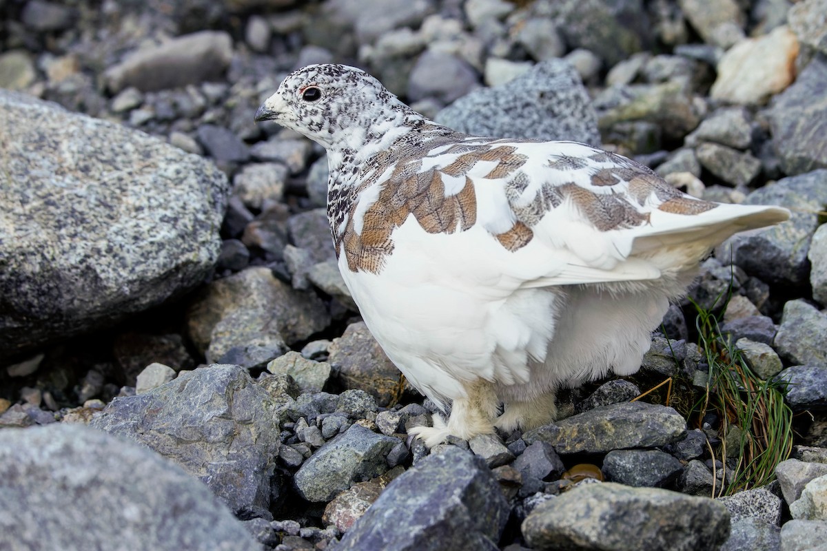 White-tailed Ptarmigan - ML643117223