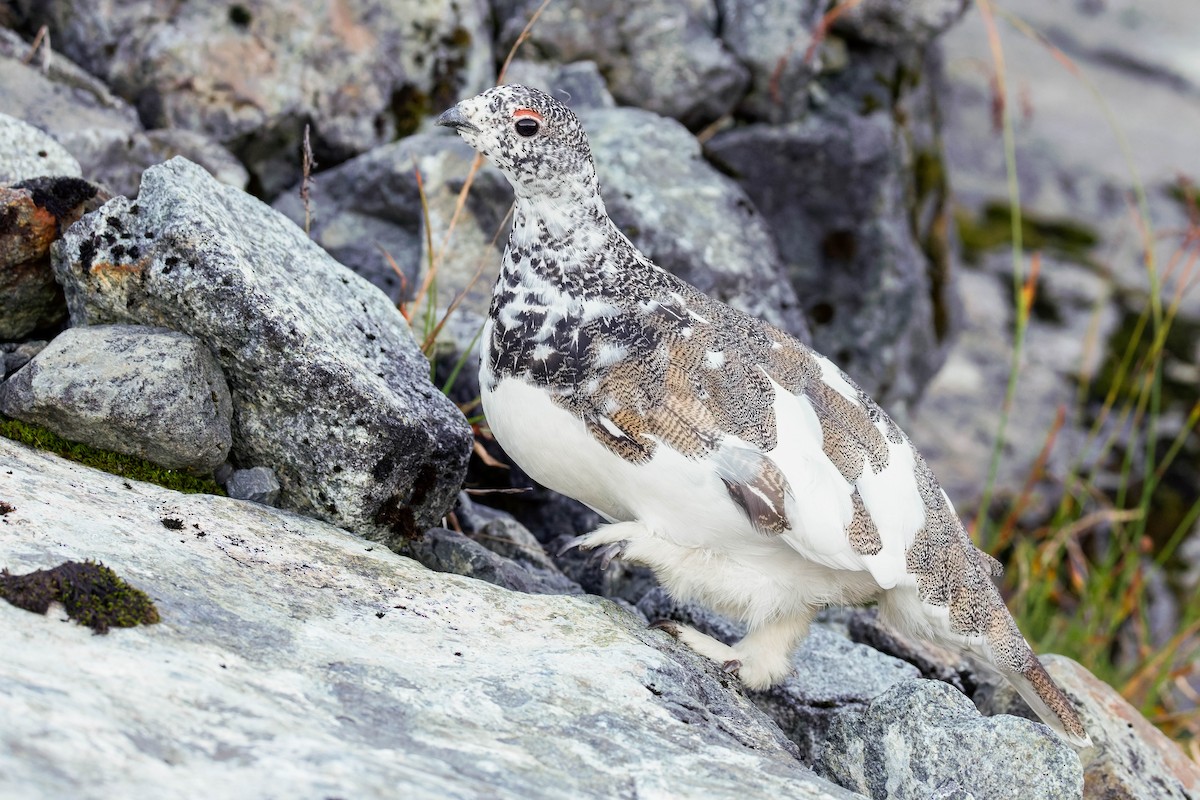 White-tailed Ptarmigan - ML643117224