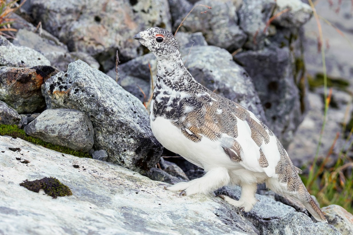 White-tailed Ptarmigan - ML643117226