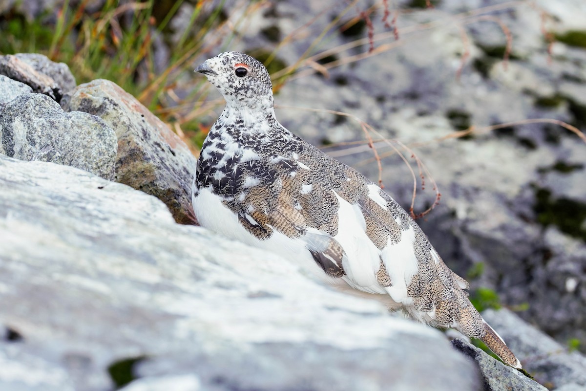 White-tailed Ptarmigan - ML643117227