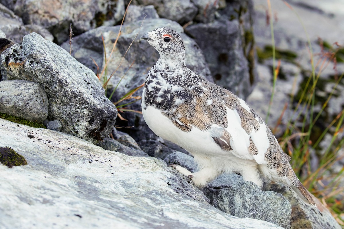 White-tailed Ptarmigan - ML643117228