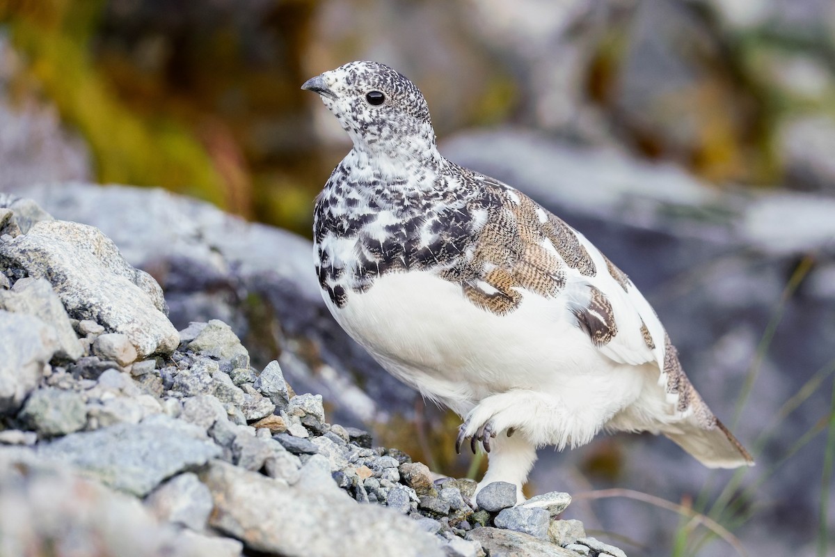 White-tailed Ptarmigan - ML643117229