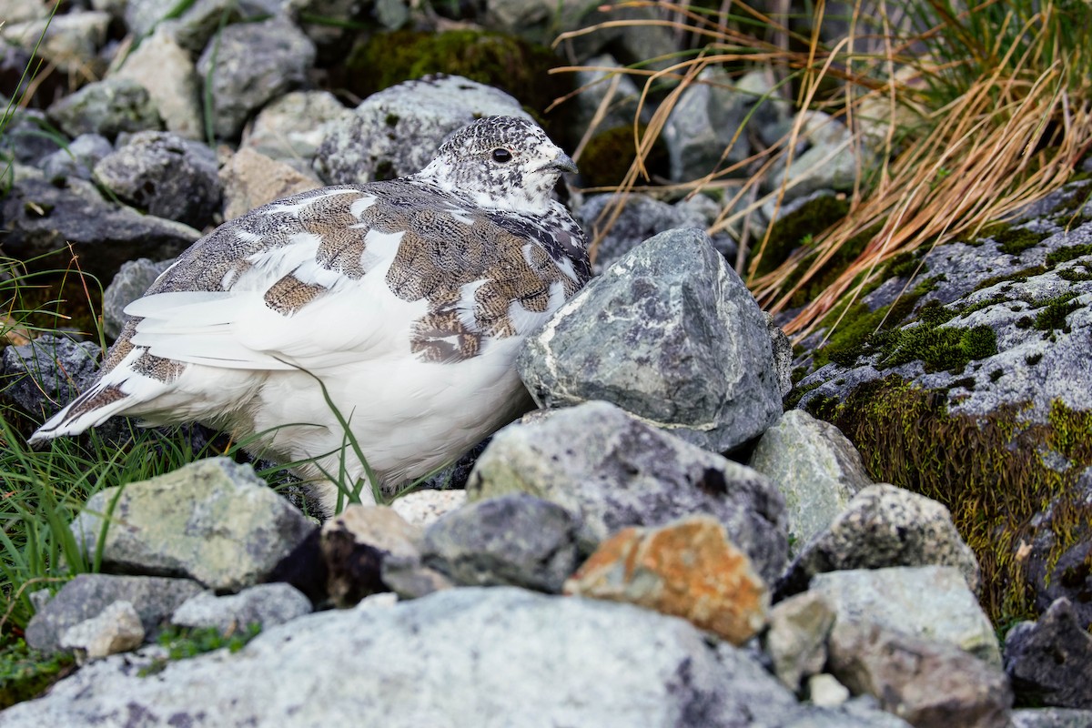 White-tailed Ptarmigan - ML643117230