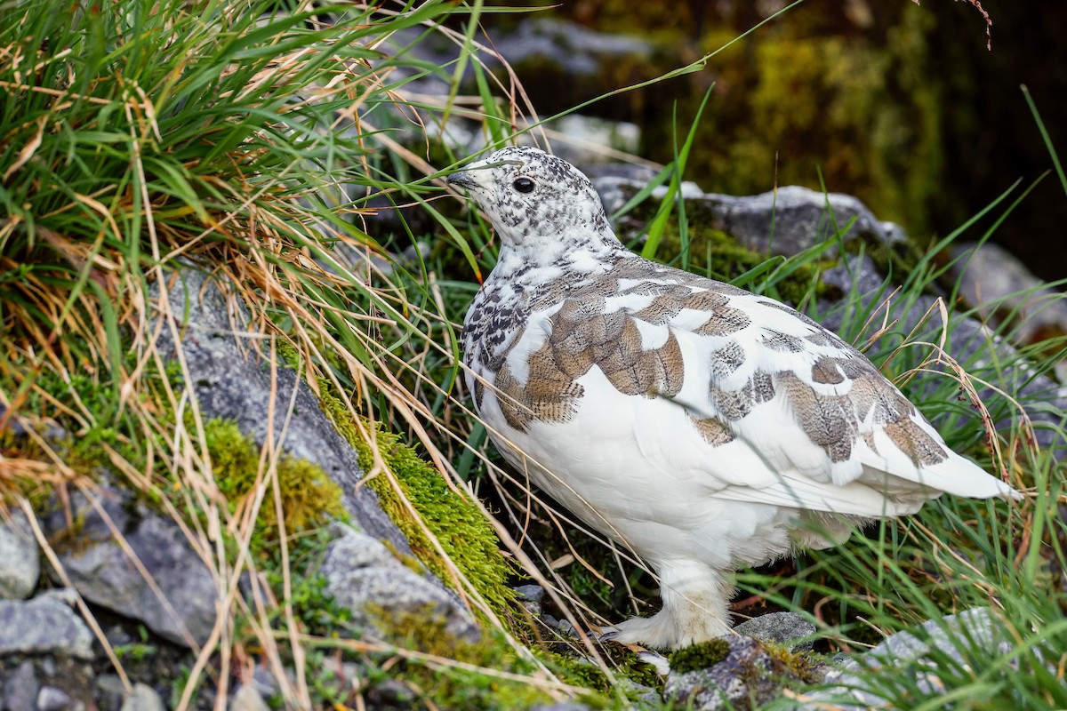 White-tailed Ptarmigan - ML643117231