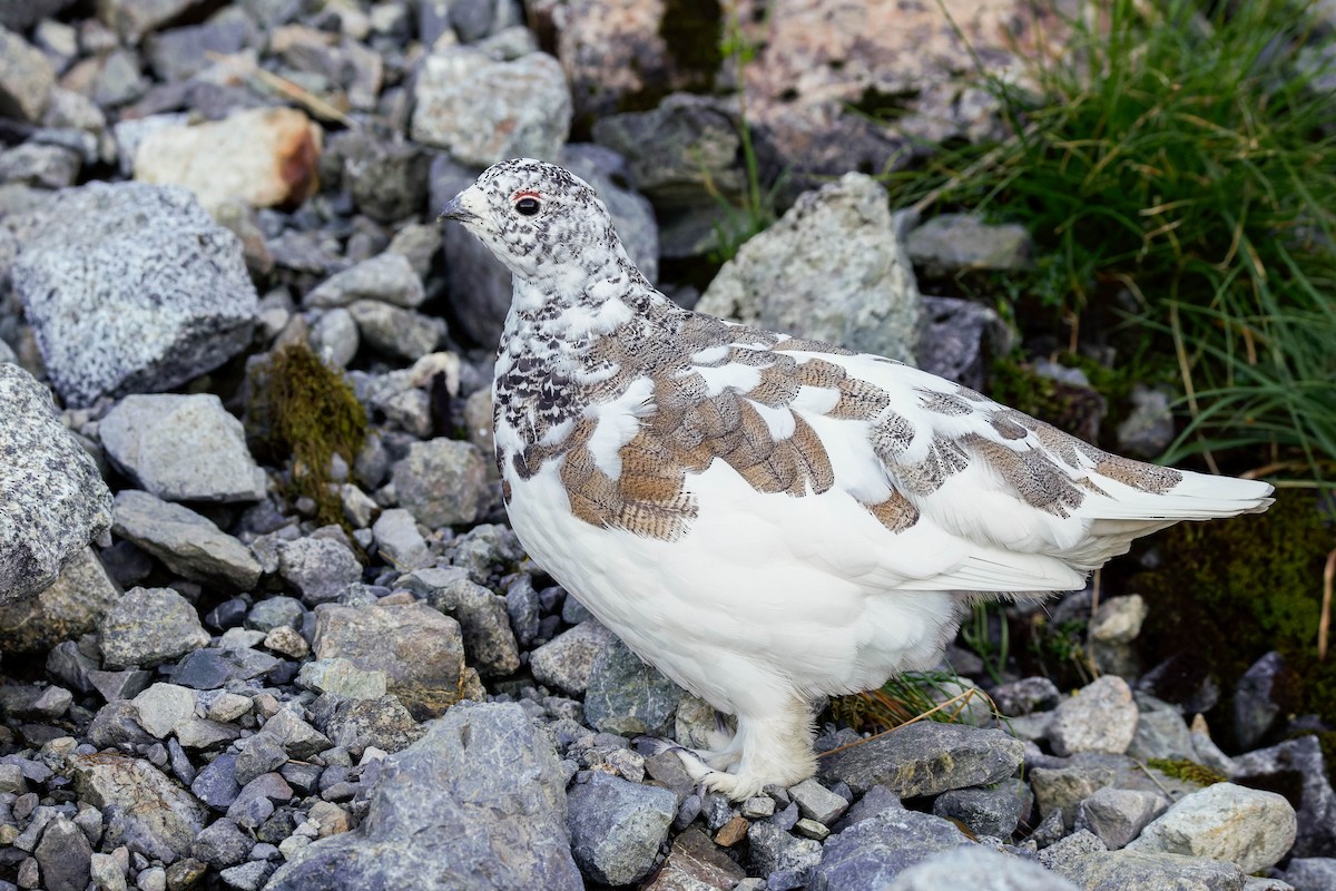 White-tailed Ptarmigan - ML643117232
