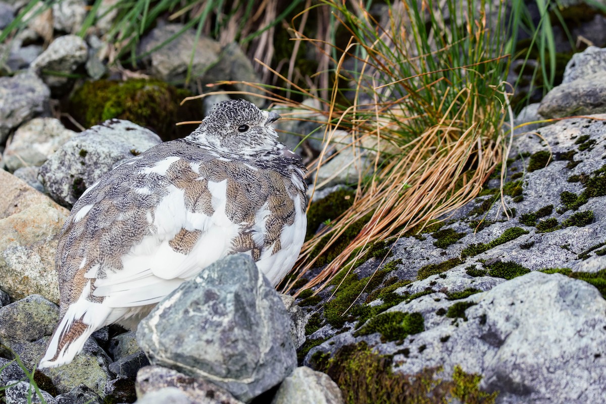 White-tailed Ptarmigan - ML643117233