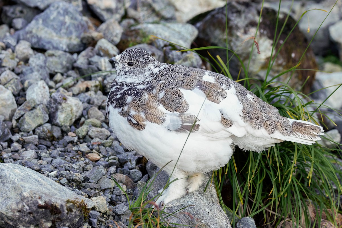 White-tailed Ptarmigan - ML643117235