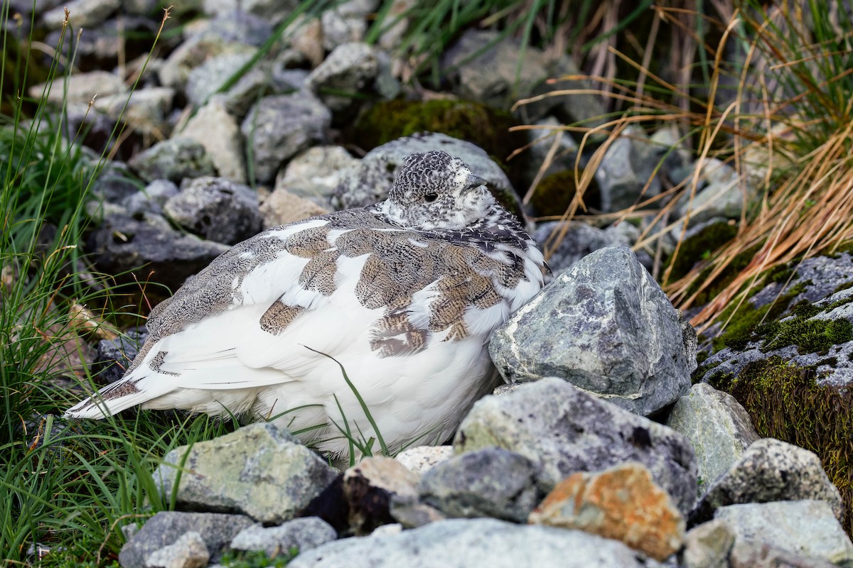 White-tailed Ptarmigan - ML643117236