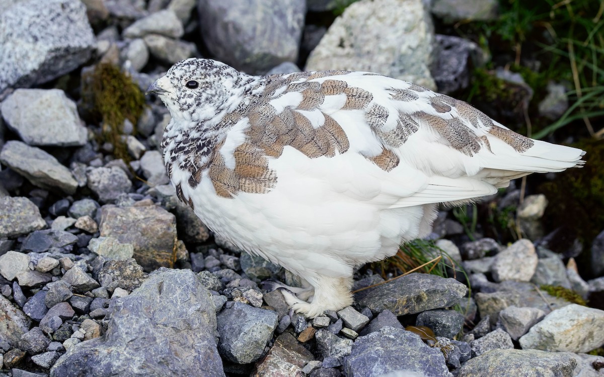 White-tailed Ptarmigan - ML643117237