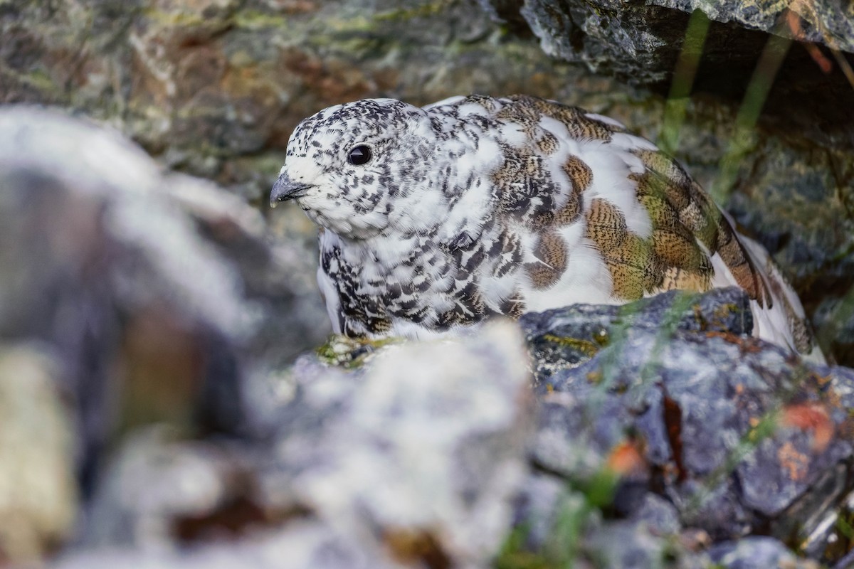 White-tailed Ptarmigan - ML643117238
