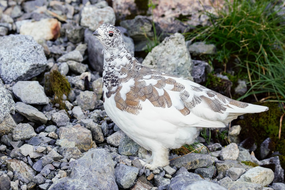 White-tailed Ptarmigan - ML643117239