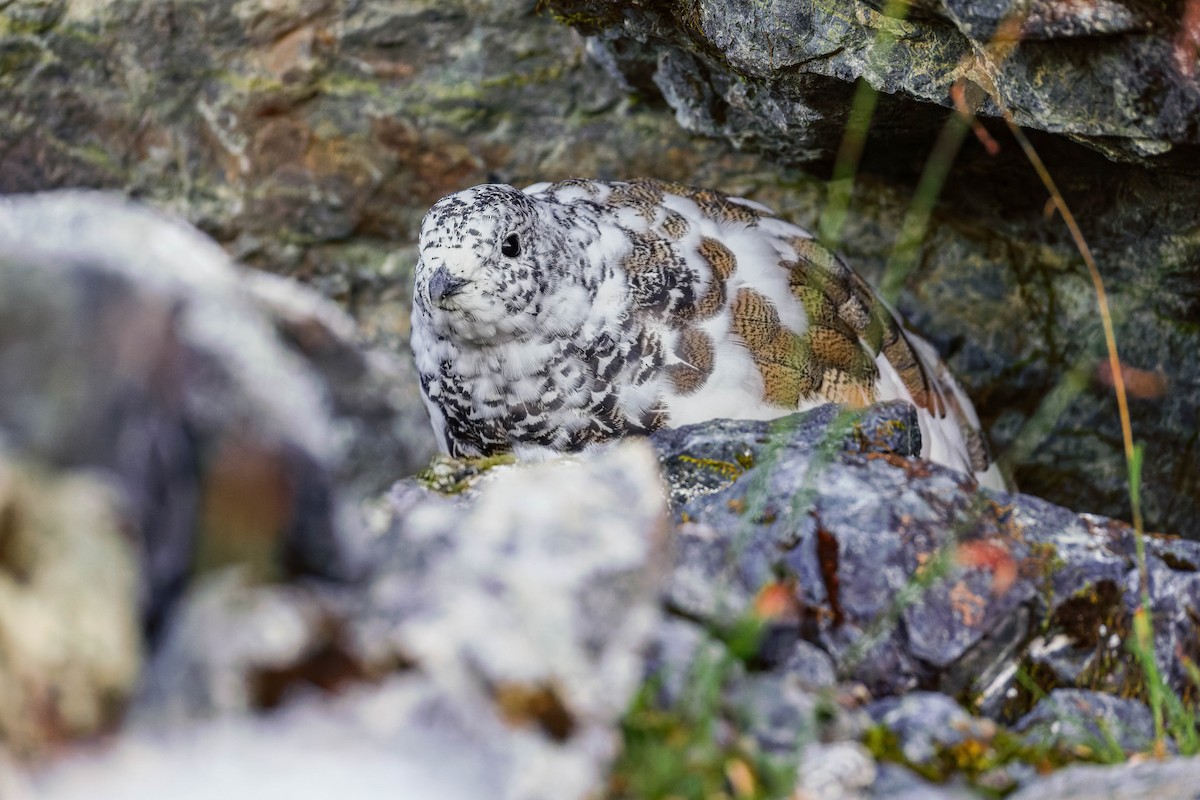 White-tailed Ptarmigan - ML643117240