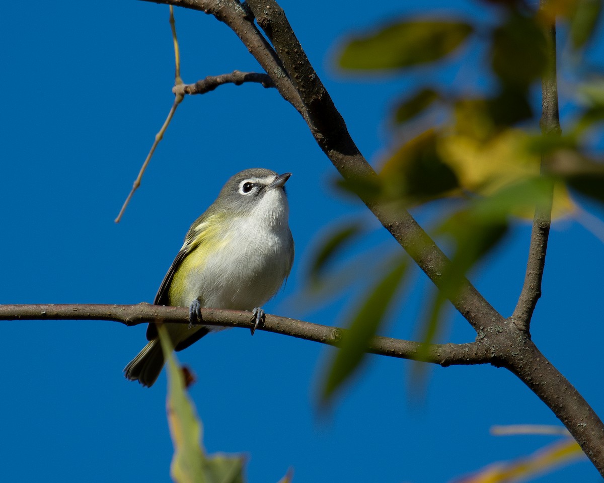 Blue-headed Vireo - ML643117241