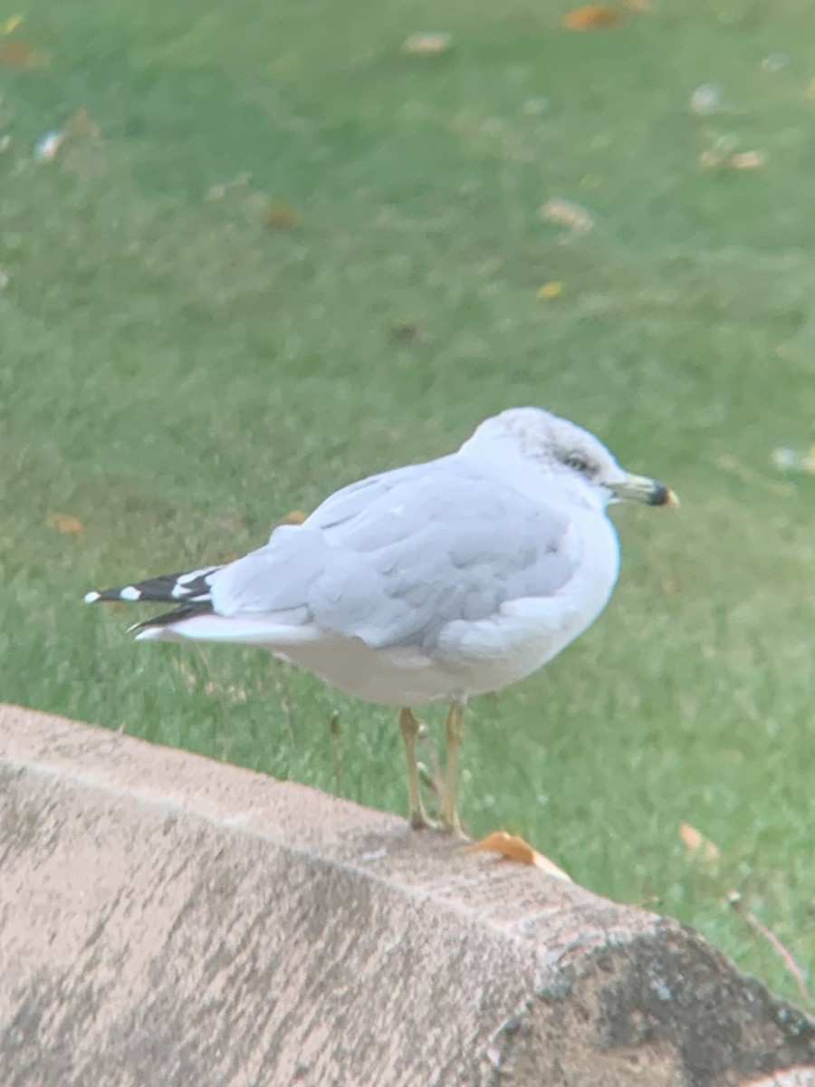 Ring-billed Gull - ML643117245