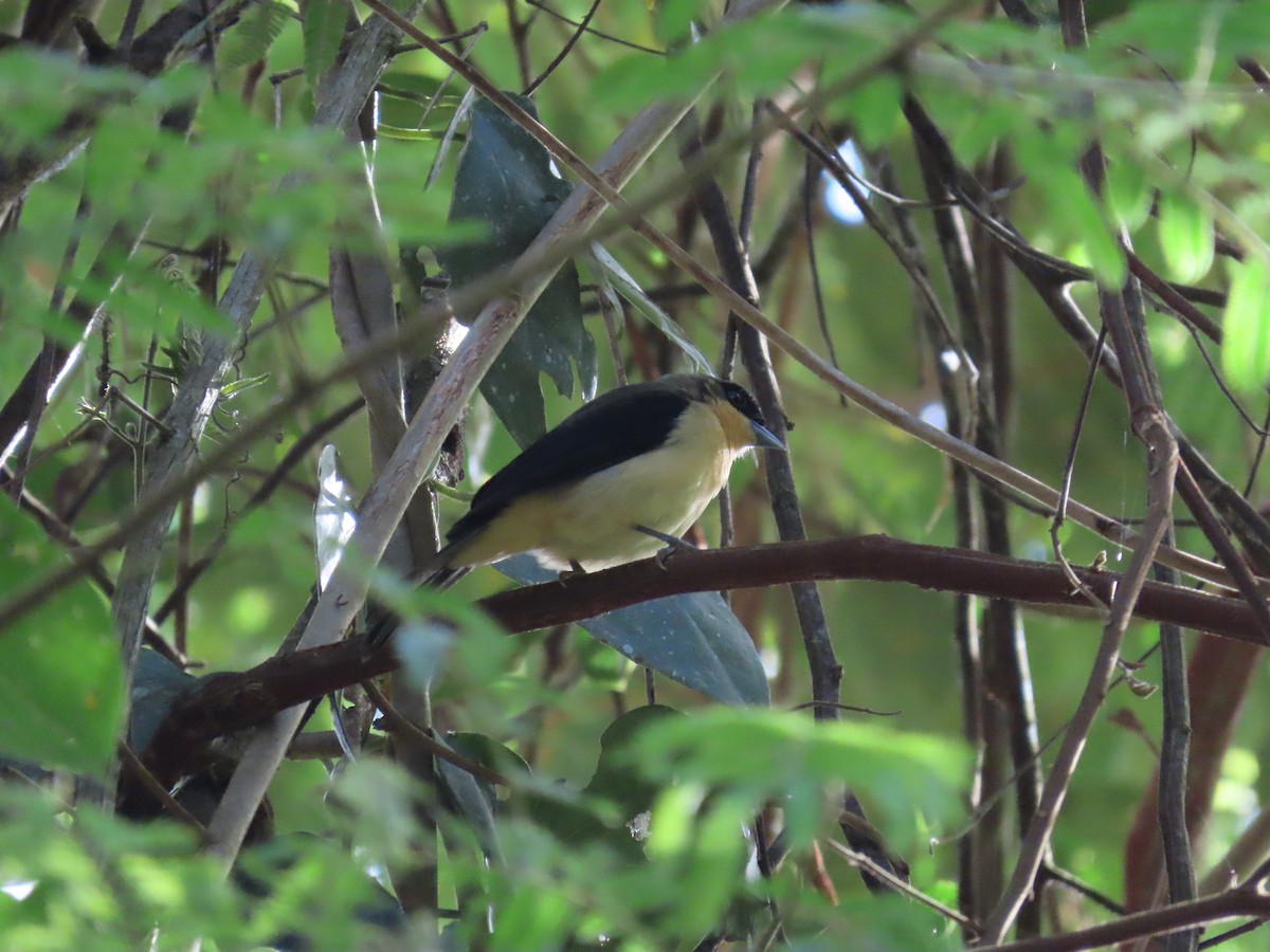 Black-goggled Tanager - ML643117246
