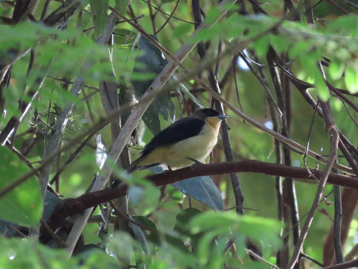 Black-goggled Tanager - ML643117247
