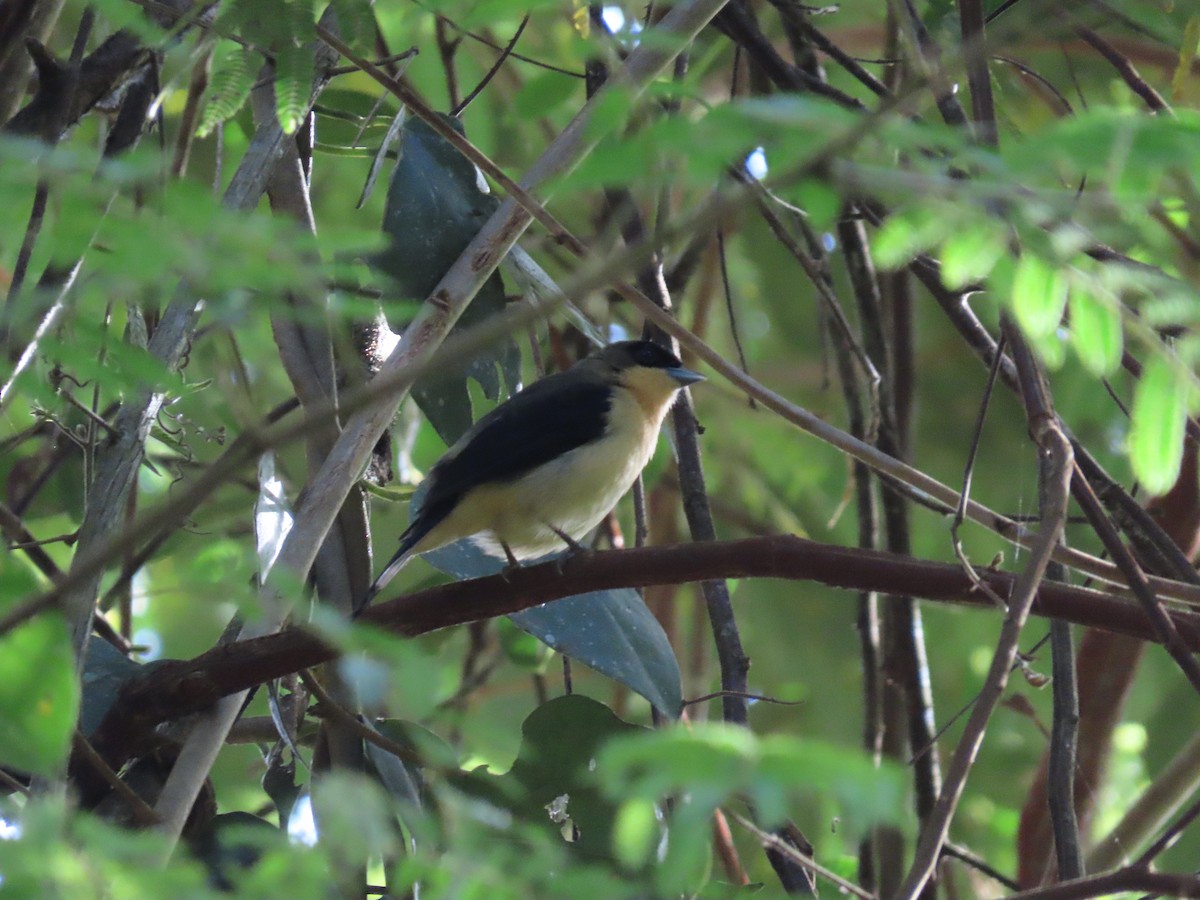 Black-goggled Tanager - ML643117248