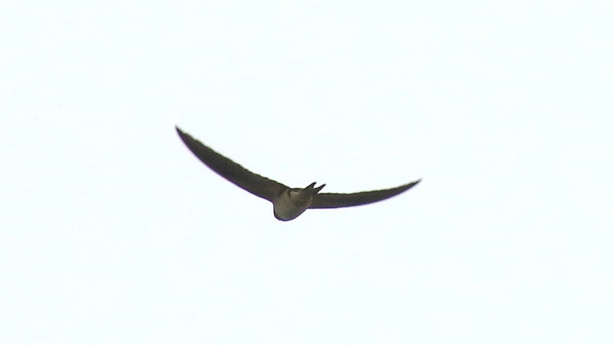 Antillean Palm Swift - ML643117251