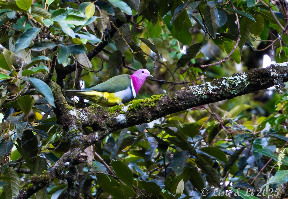 Pink-headed Fruit-Dove - ML643117259