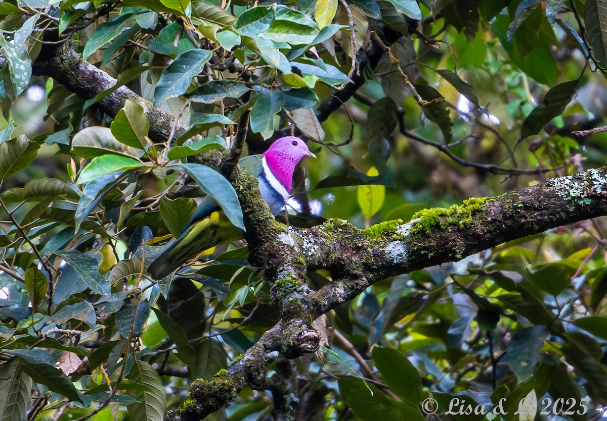 Pink-headed Fruit-Dove - ML643117260