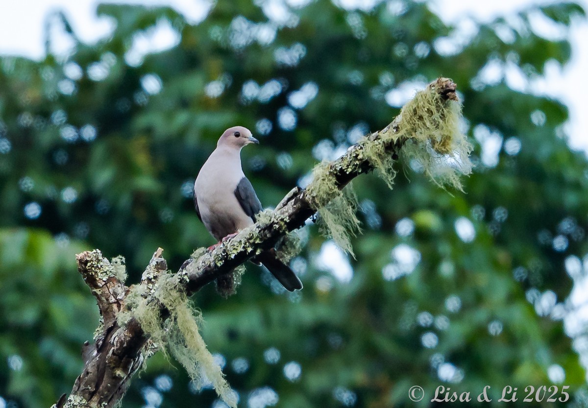 Dark-backed Imperial-Pigeon (Pink-headed) - ML643117267
