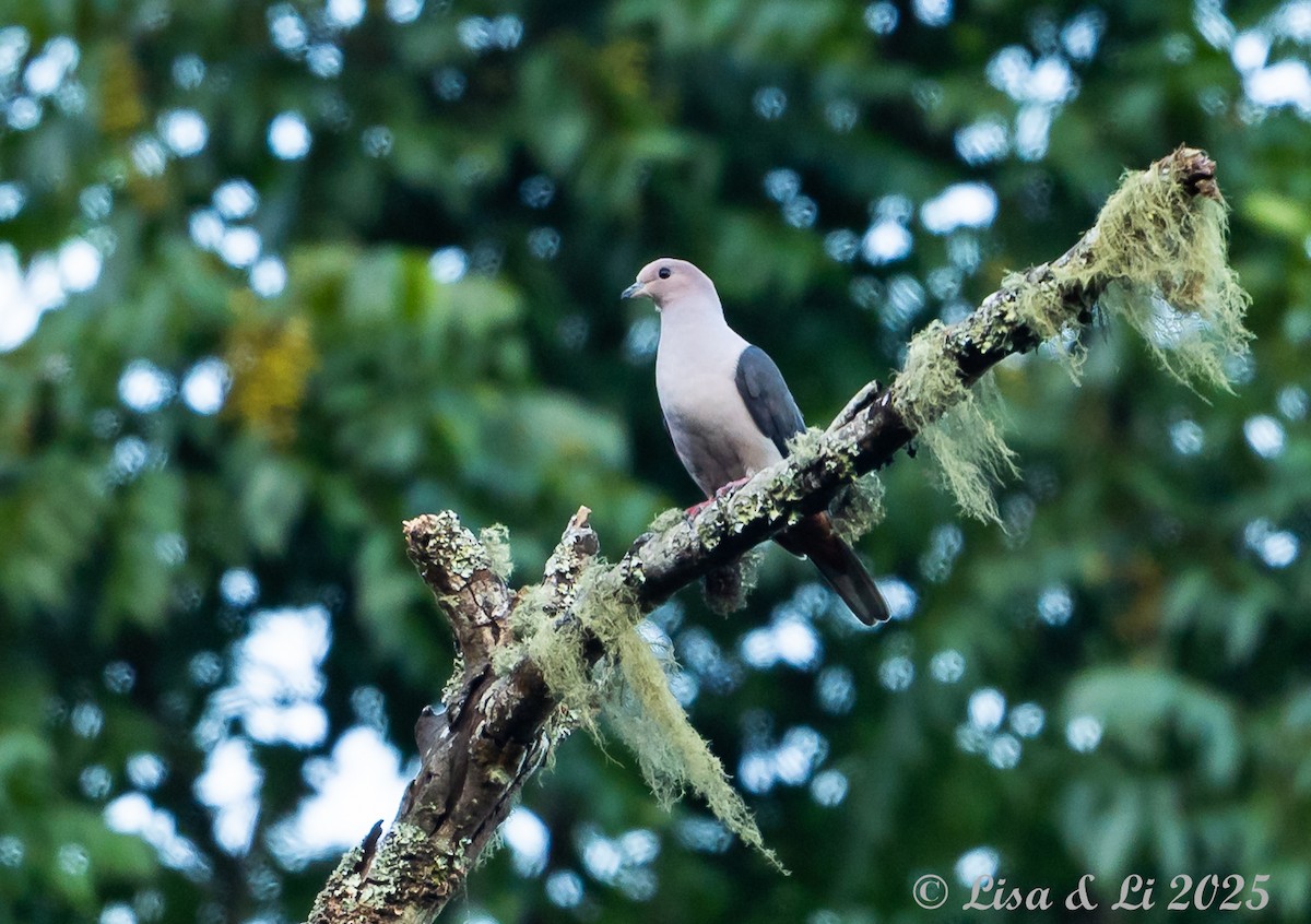 Dark-backed Imperial-Pigeon (Pink-headed) - ML643117268