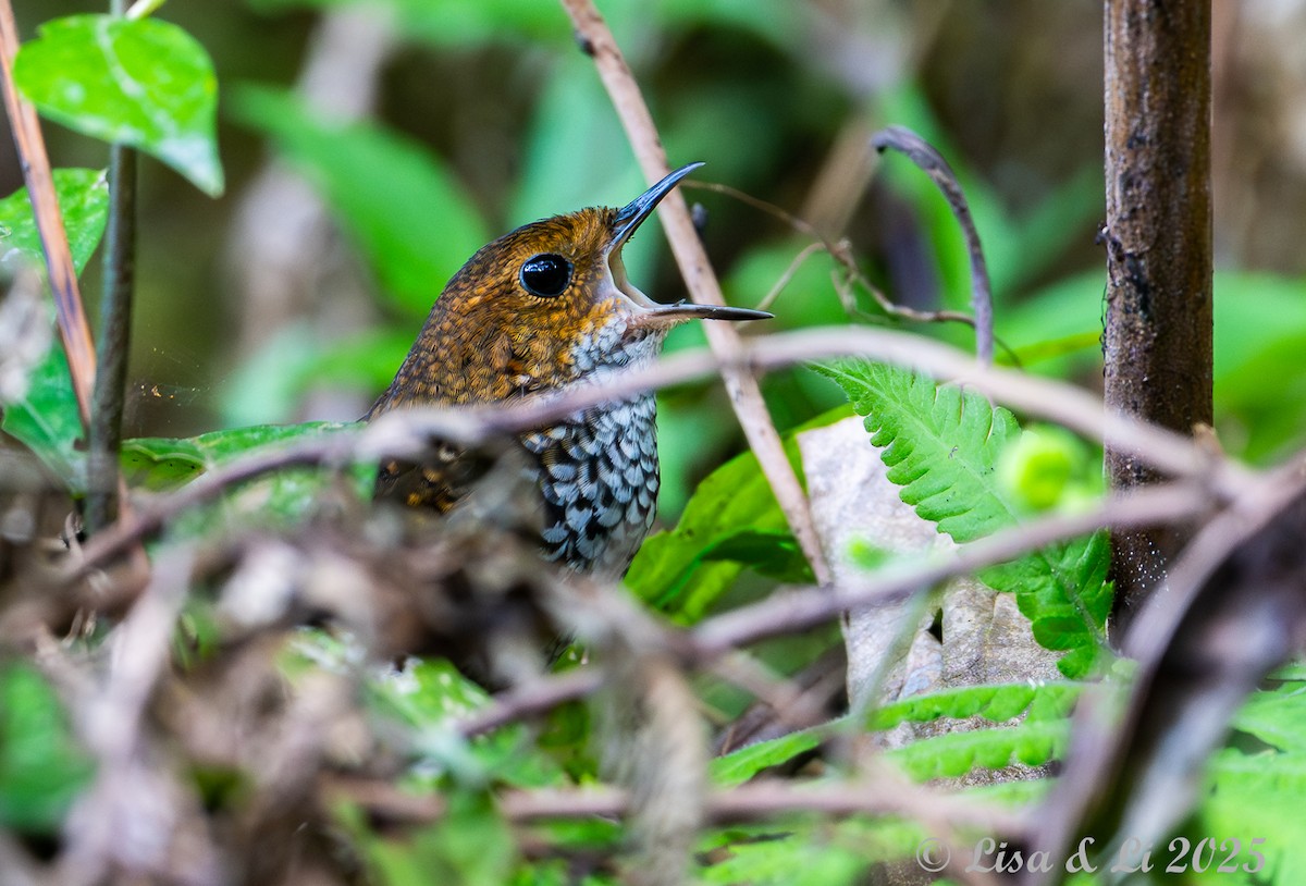 Pygmy Cupwing - ML643117270