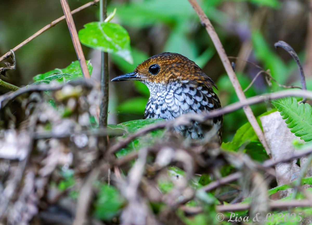 タカサゴミソサザイ - ML643117271