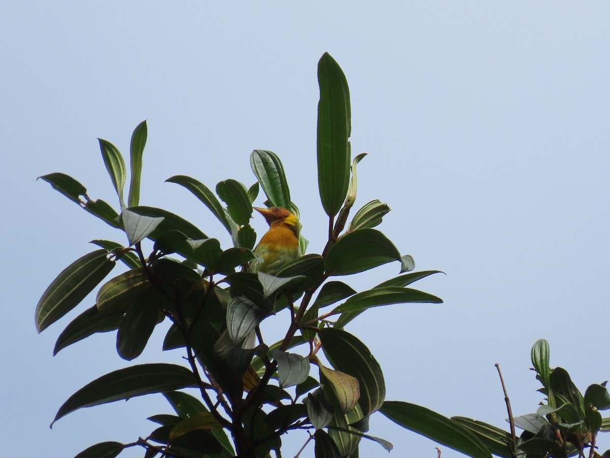 Rufous-headed Tanager - ML643117272