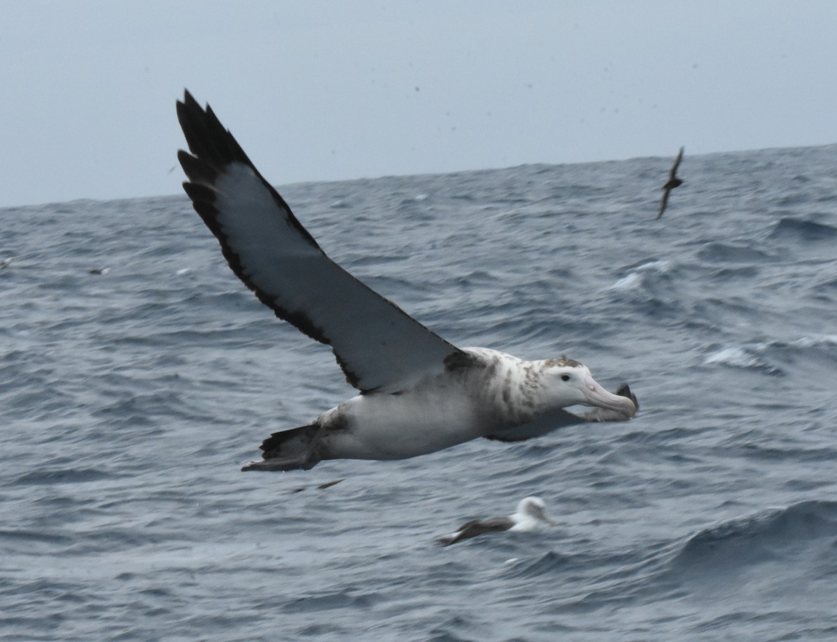 Antipodean Albatross (Gibson's) - ML643117302