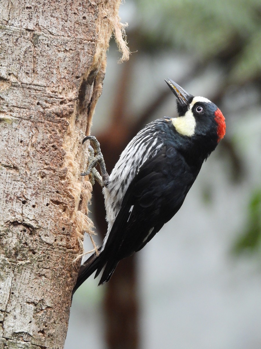 Acorn Woodpecker - ML643117303
