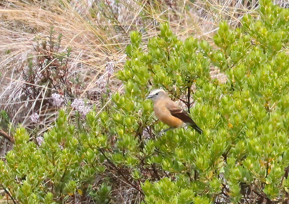 Brown-backed Chat-Tyrant - ML643117307