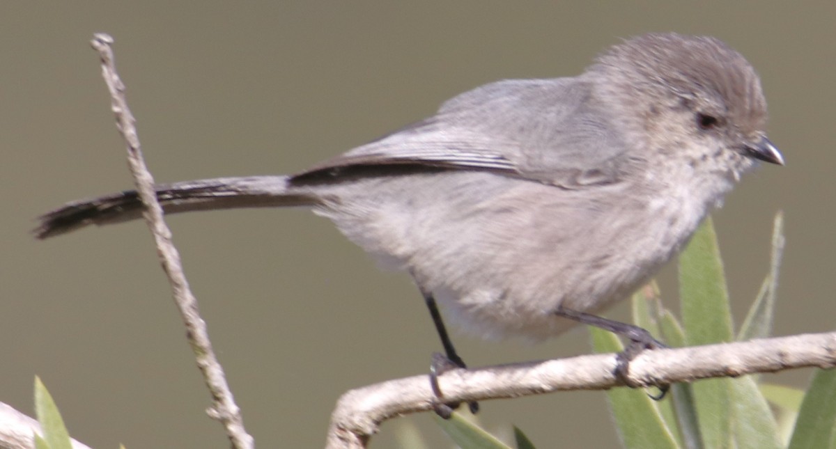 Bushtit - ML643117380