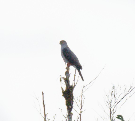 Bicolored Hawk - ML643117393