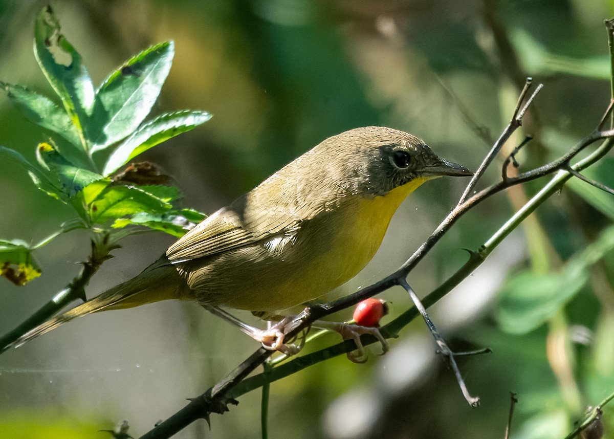 Common Yellowthroat - ML643117399