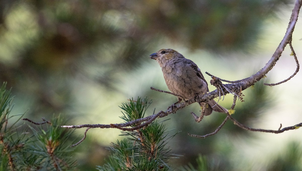 Pine Grosbeak - ML643117403