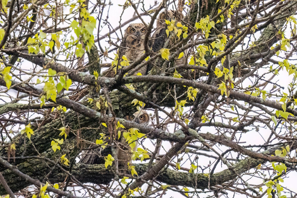Great Horned Owl - ML643117404